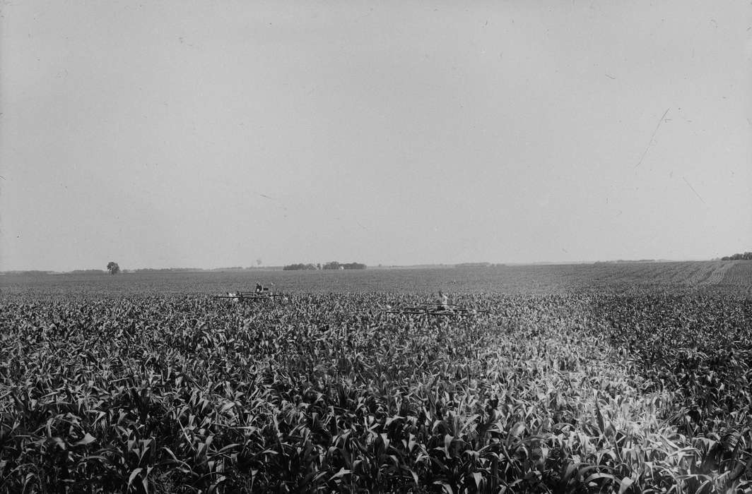 Iowa, IA, United States, Photos, detassling, Labor and Occupations, historic, Coon Rapids, Farms, history, ia, Coon Rapids Enterprise, corn field, Landscapes, corn