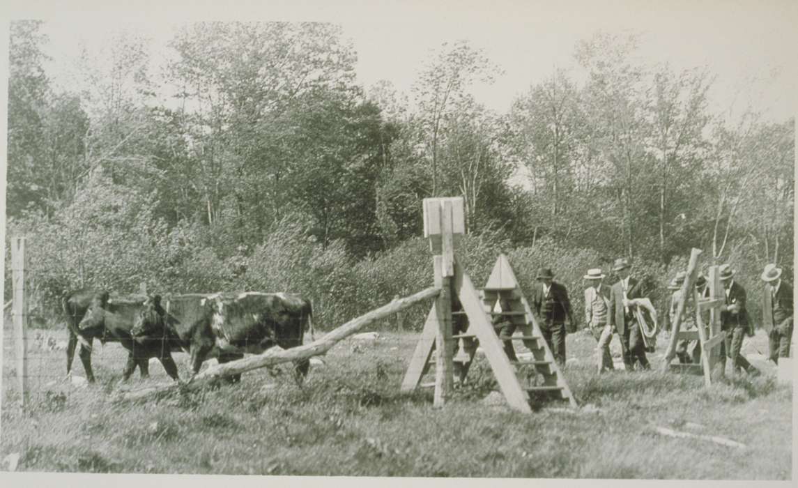cattle, Iowa, Iowa History, Spring Hill, CT, Archives & Special Collections, University of Connecticut Library, history of Iowa, cow