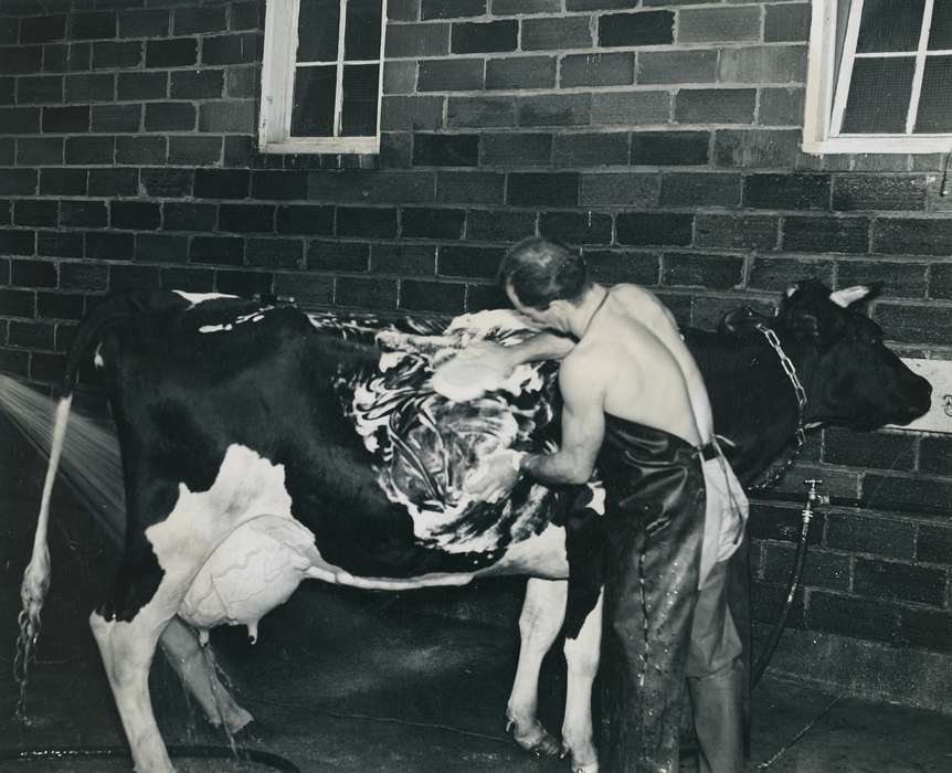 washing, Photos, historic, Grout Museum of History and Science, holstein cow, sponge, United States, Iowa, Black Hawk, Fairs and Festivals, ia, cattle congress, national cattle congress, history, Waterloo, IA, Animals, holstein