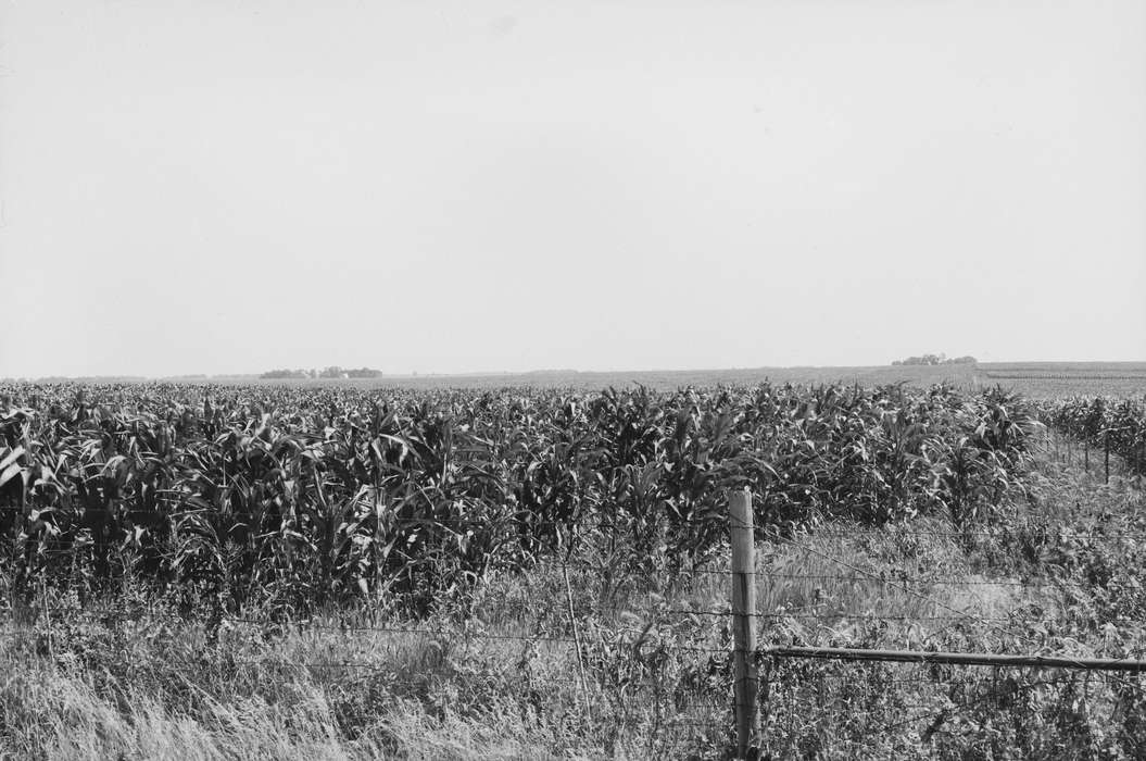 Iowa, IA, United States, Photos, detassling, Labor and Occupations, historic, Coon Rapids, Farms, history, ia, Coon Rapids Enterprise, corn field, Landscapes, corn