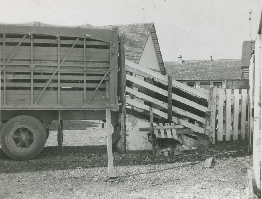 Farms, Farming Equipment, Kintzle, Gloria, Iowa History, cattle, dog, truck, Animals, Iowa, Prairieburg, IA, history of Iowa