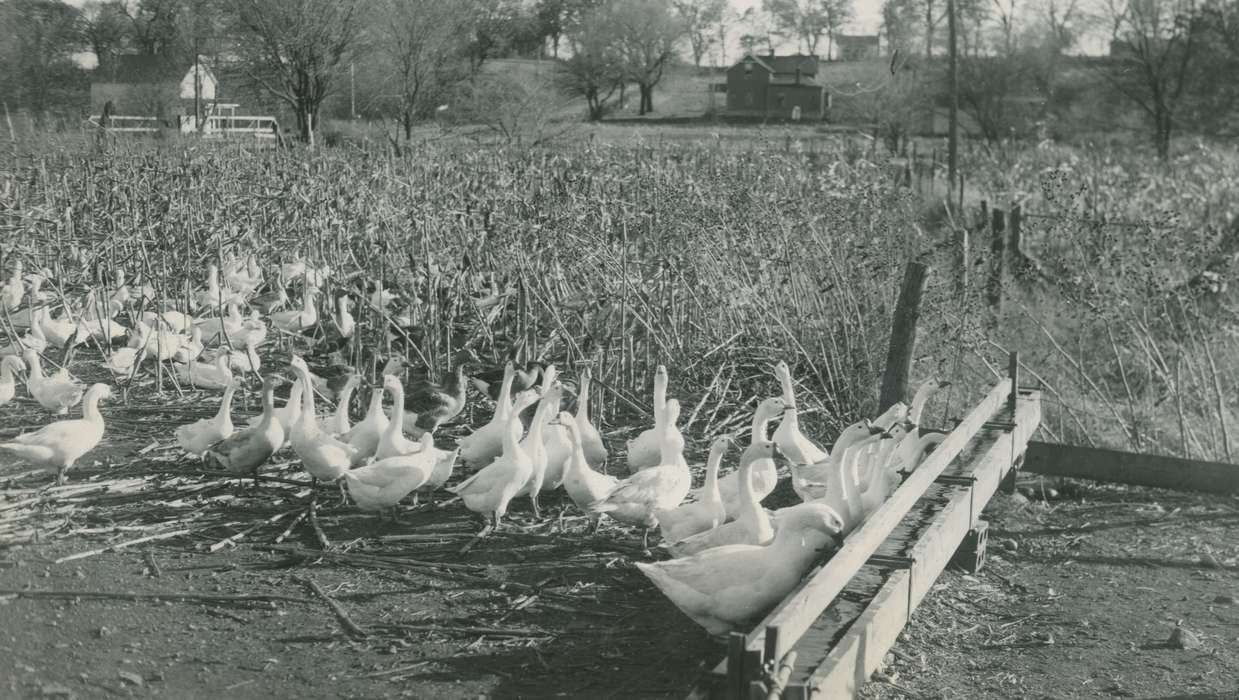 geese, history of Iowa, Animals, McMurray, Doug, Iowa, Webster City, IA, Iowa History