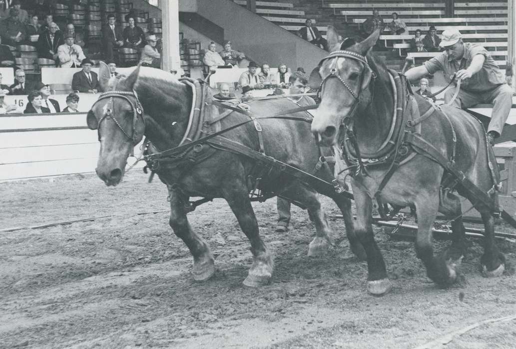 history, horse, Photos, cattle congress, horse pull, Black Hawk, IA, ia, Animals, Fairs and Festivals, historic, United States, Grout Museum of History and Science, Waterloo, Iowa, national cattle congress