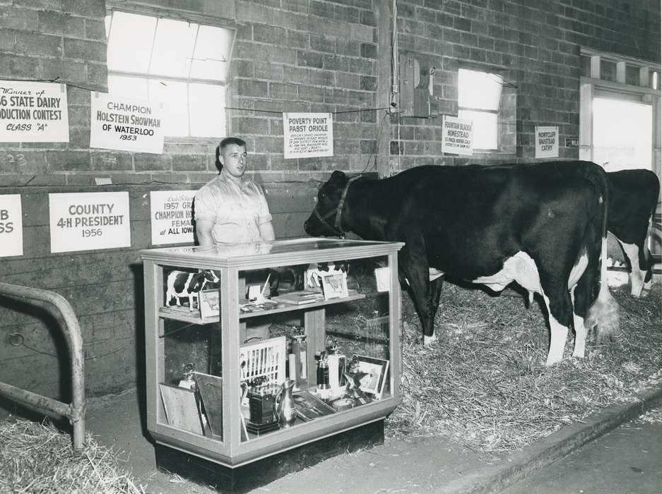 Waterloo, historic, history, Iowa, Fairs and Festivals, Animals, Grout Museum of History and Science, holstein, holstein cow, Black Hawk, United States, cattle congress, national cattle congress, IA, ia, Photos