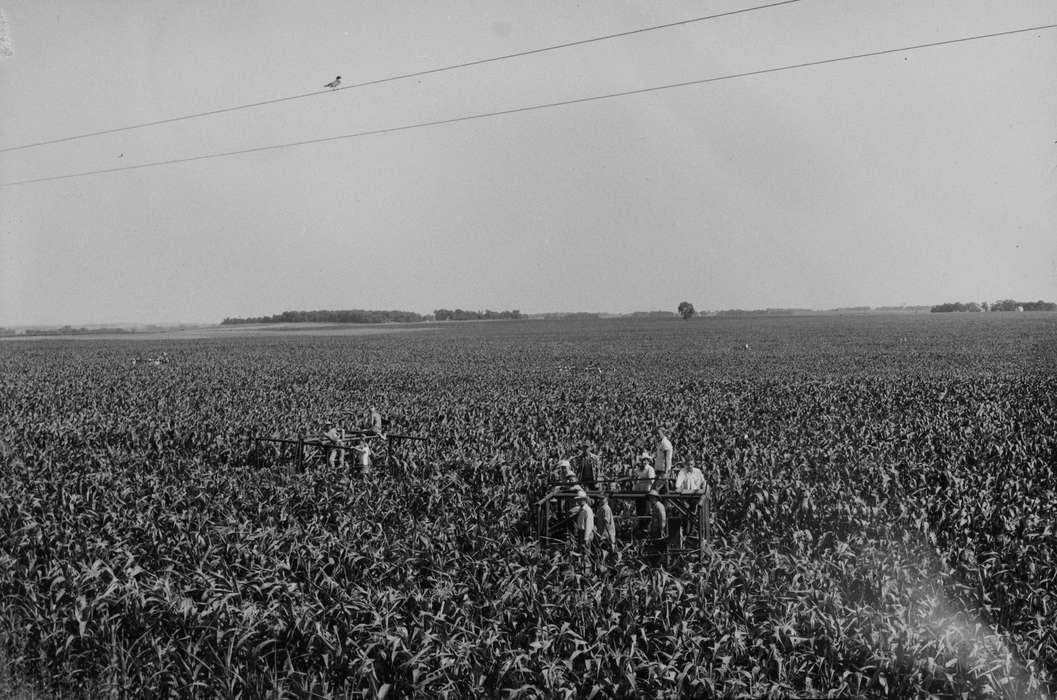 Iowa, IA, bird, United States, Photos, detassling, Labor and Occupations, historic, Coon Rapids, Farms, history, ia, Coon Rapids Enterprise, corn field, Landscapes, corn