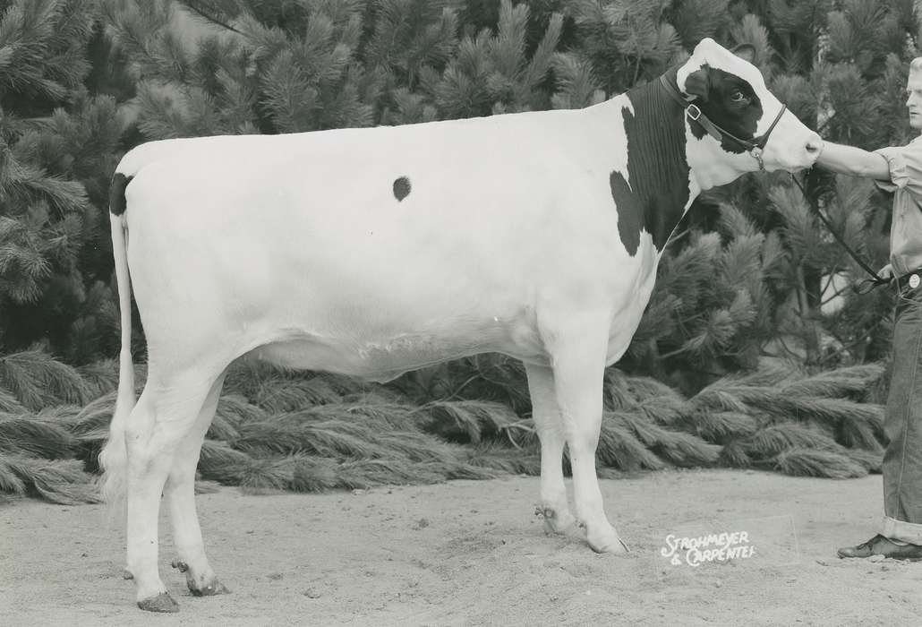 Black Hawk, Fairs and Festivals, Photos, ia, cattle congress, historic, history, holstein, Grout Museum of History and Science, holstein cow, United States, Iowa, Waterloo, IA, Animals, national cattle congress