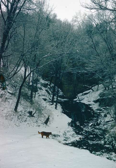 dog, Landscapes, Winter, snow, history of Iowa, Harken, Nichole, Animals, stream, forest, Iowa History, Lakes, Rivers, and Streams, Iowa