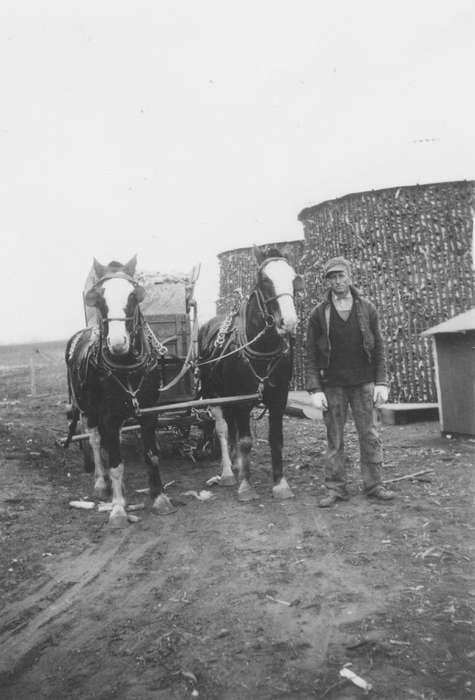 Animals, Iowa, Iowa History, Mickelson, Rose, Farms, history of Iowa, farmer, Farming Equipment, Belmond, IA, horse, corn
