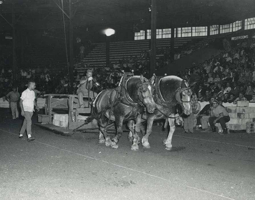 history, horse, Photos, cattle congress, horse pull, Black Hawk, IA, ia, Animals, Fairs and Festivals, historic, United States, Grout Museum of History and Science, Waterloo, Iowa, national cattle congress