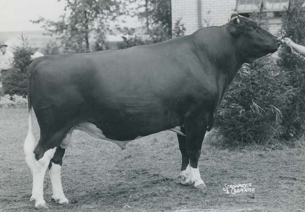 Black Hawk, holstein bull, Fairs and Festivals, Photos, ia, cattle congress, historic, history, holstein, Grout Museum of History and Science, United States, Iowa, Waterloo, IA, Animals, national cattle congress