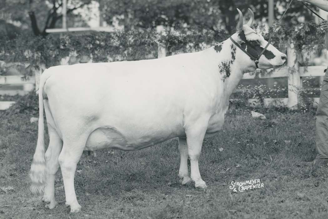 national cattle congress, Animals, cattle congress, Waterloo, Photos, history, ia, IA, historic, Black Hawk, ayrshire cow, Iowa, France, cow, Grout Museum of History and Science, United States