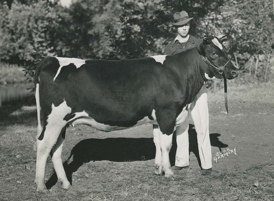 history, holstein cow, Photos, cattle congress, Black Hawk, IA, cow, holstein, Animals, ia, historic, United States, Grout Museum of History and Science, Waterloo, Iowa, national cattle congress