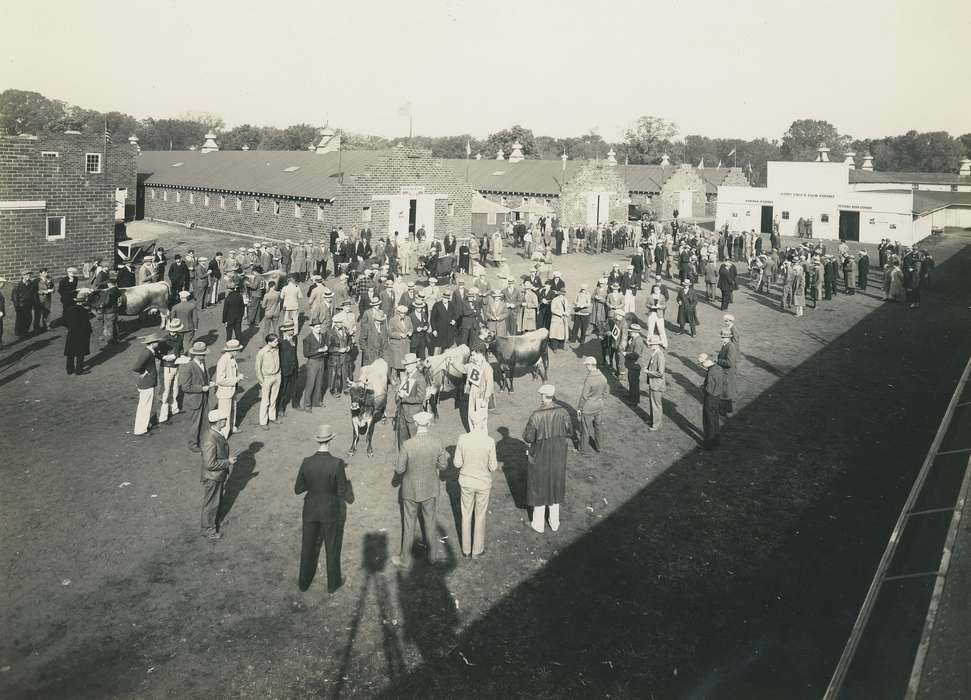 cow, Black Hawk, Fairs and Festivals, Photos, ia, cattle congress, historic, history, Grout Museum of History and Science, United States, Iowa, Aerial Shots, Waterloo, IA, Animals, national cattle congress