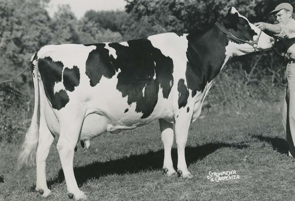 Black Hawk, cattle congress, IA, Photos, Waterloo, holstein cow, ia, holstein, national cattle congress, United States, Animals, history, Iowa, Grout Museum of History and Science, historic, Fairs and Festivals