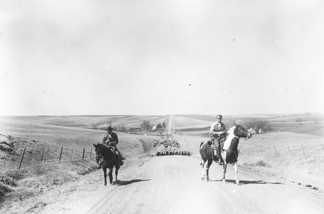 Labor and Occupations, ia, Iowa, history, IA, Animals, Farms, Coon Rapids, cattle, horses, cowboy, Coon Rapids Enterprise, Photos, historic, farmland, United States, herding