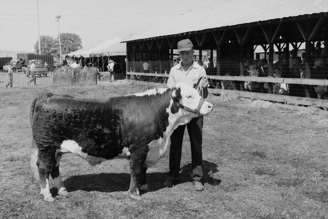 cow, United States, history, ia, Photos, Coon Rapids Enterprise, Animals, historic, Iowa, IA, Coon Rapids
