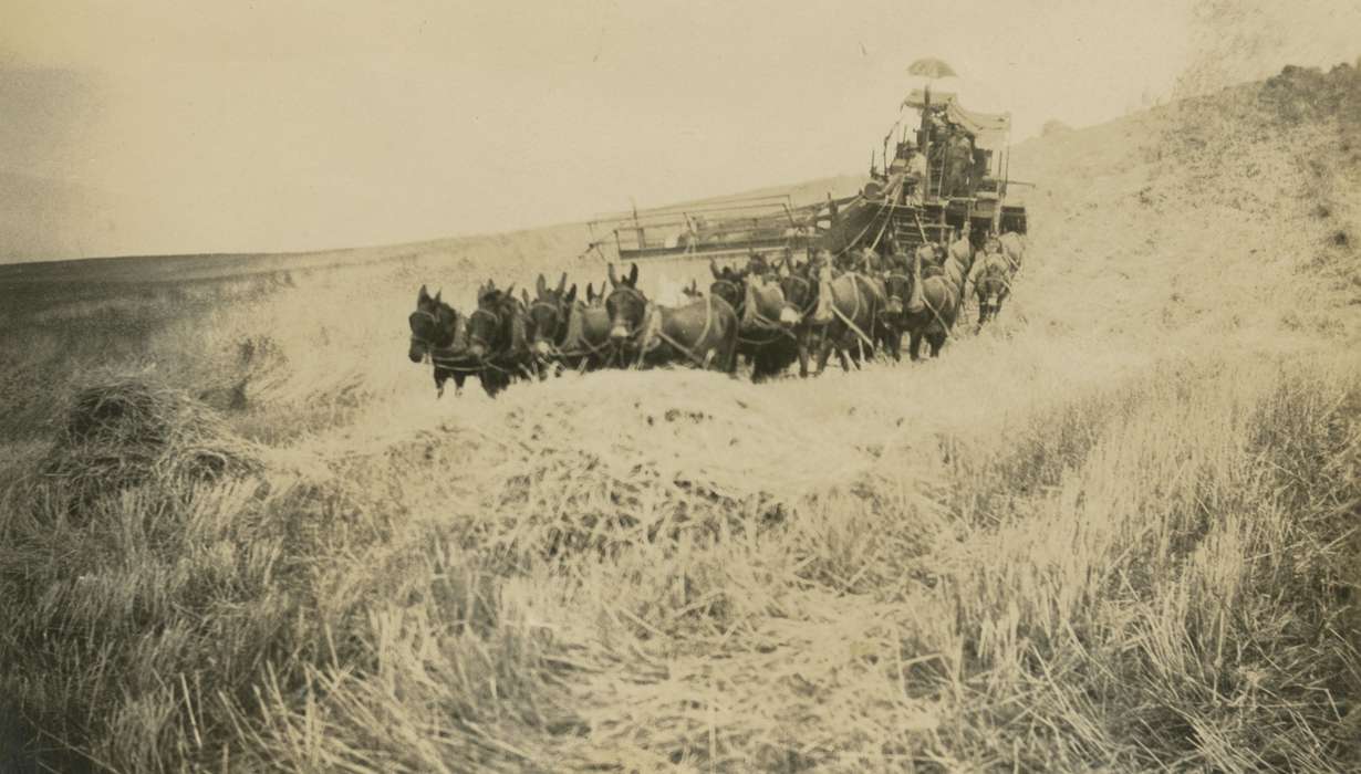 field, horse, Farming Equipment, Farms, mule, Animals, Curtis, Shirley, history of Iowa, Iowa History, SD, Iowa
