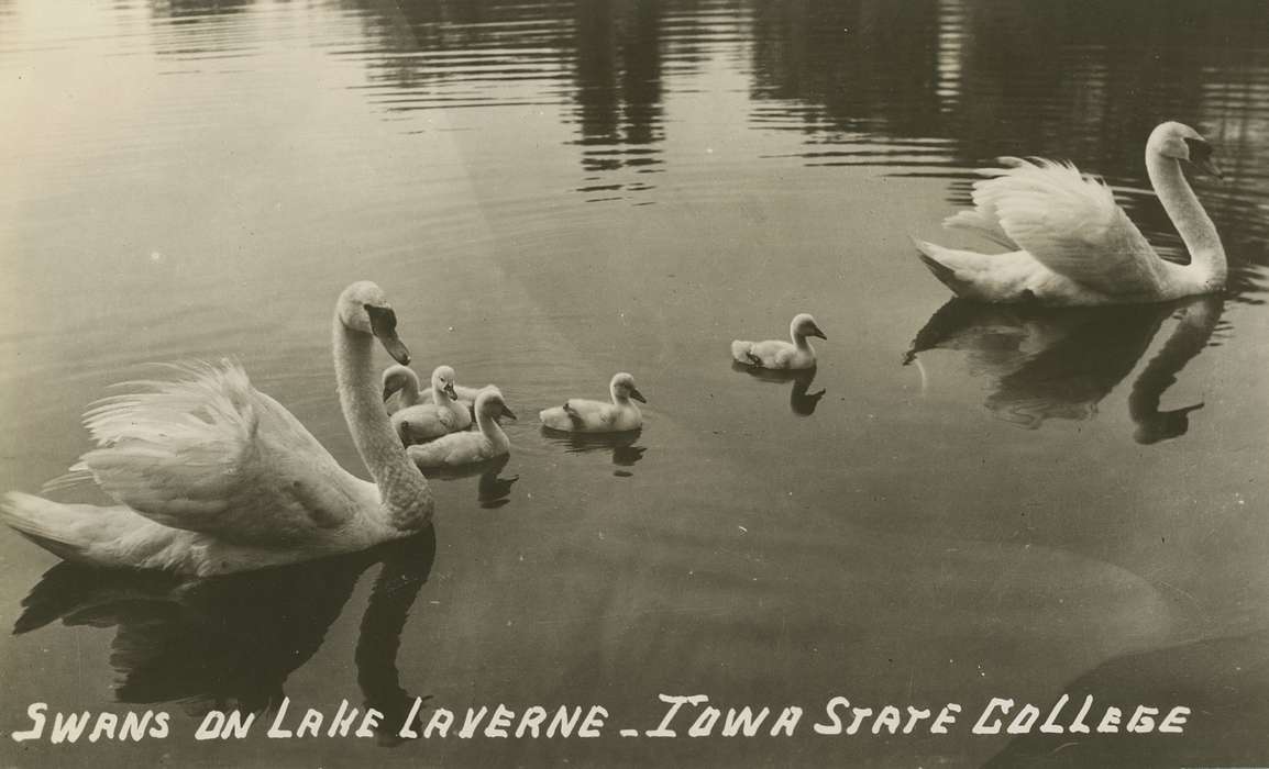 Ames, IA, lake, swan, Iowa History, Schools and Education, history of Iowa, Lakes, Rivers, and Streams, Animals, Palczewski, Catherine, Iowa, iowa state university
