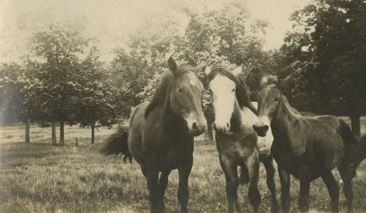 mule, Iowa, horse, Animals, Mortenson, Jill, Iowa History, history of Iowa, Macey, IA