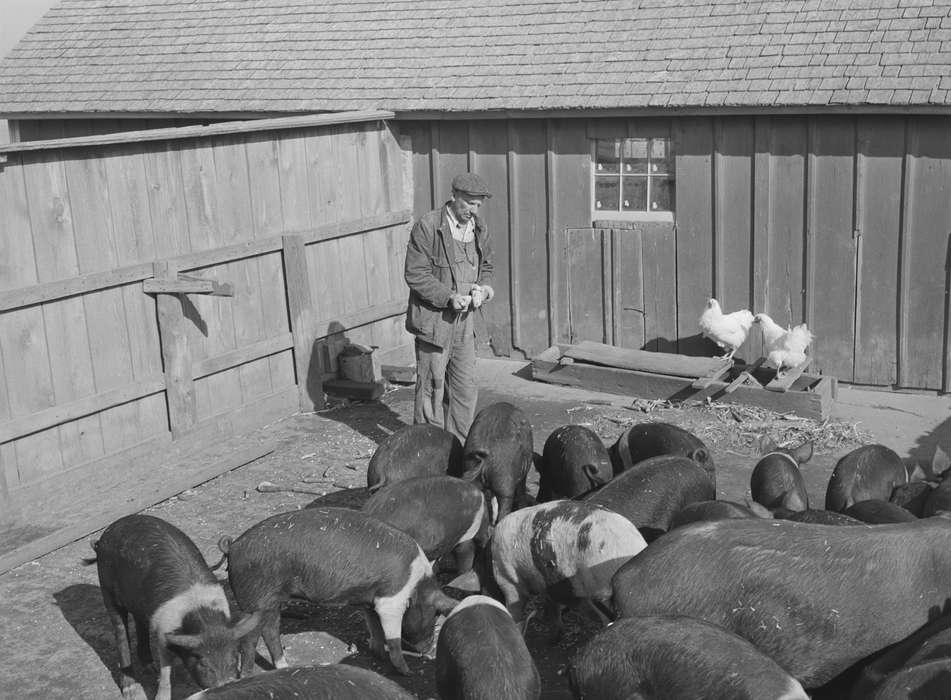 Animals, pigs, Farms, Iowa History, shingles, chickens, history of Iowa, Labor and Occupations, pig, Iowa, farmer, hog, hogs, chicken, livestock, Library of Congress