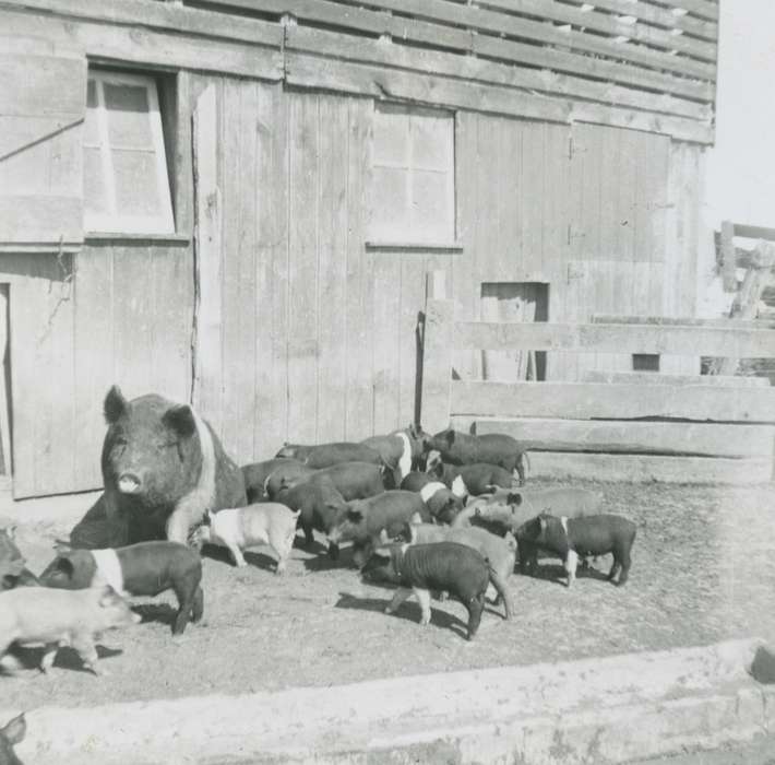 pig, history of Iowa, Farms, Animals, hog, Ossian, IA, Barns, Kleppe, Leslie, Iowa History, Iowa