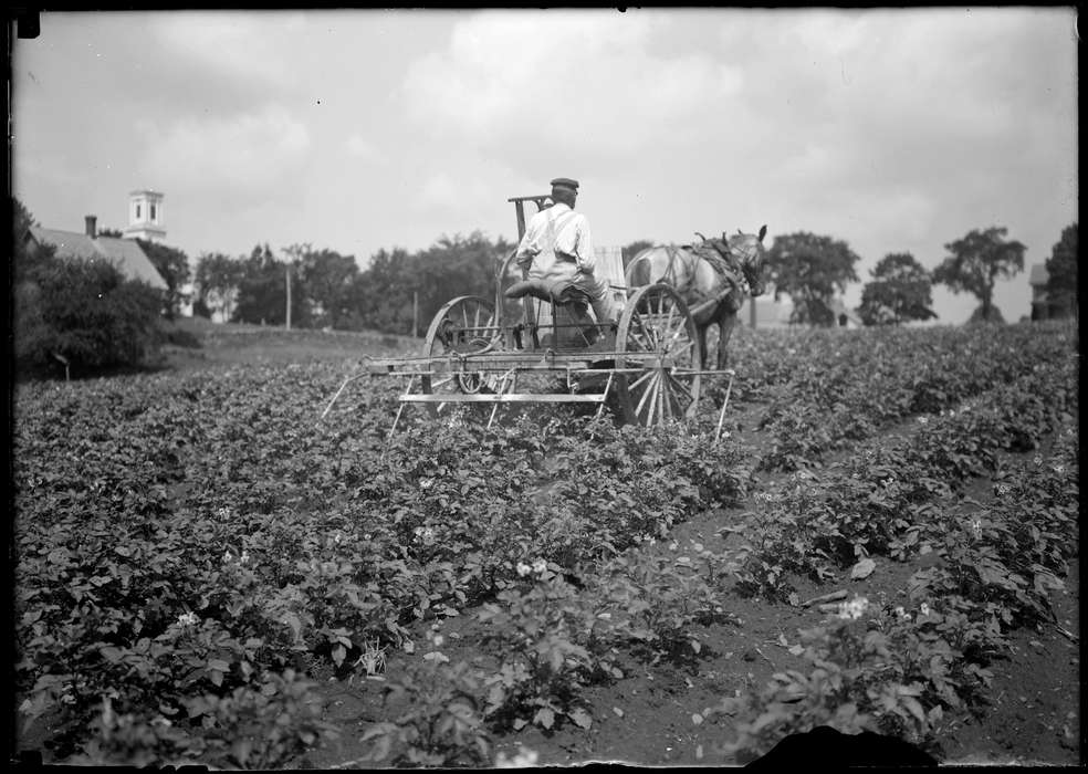 farm, wagon, Iowa History, Iowa, Archives & Special Collections, University of Connecticut Library, history of Iowa, Storrs, CT, potato, horse