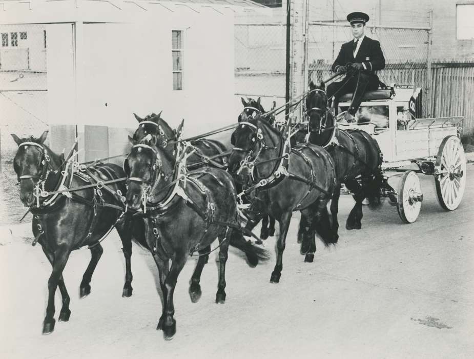horse team, history, horse, Photos, cattle congress, Black Hawk, IA, ia, Animals, Fairs and Festivals, historic, United States, Grout Museum of History and Science, Waterloo, Iowa, national cattle congress