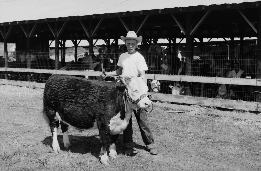 cow, United States, history, ia, Photos, Coon Rapids Enterprise, Animals, historic, Iowa, IA, Coon Rapids