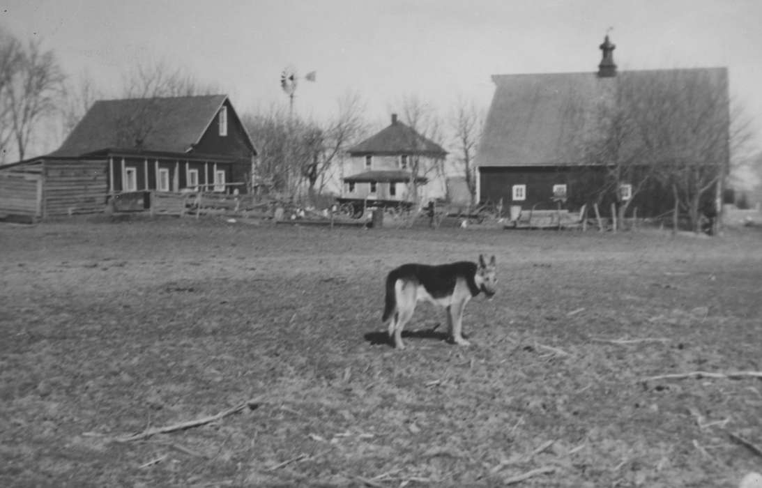 Iowa History, farmhouse, dog, Farms, Eldridge, IA, history of Iowa, Feeney, Mary, Animals, Iowa