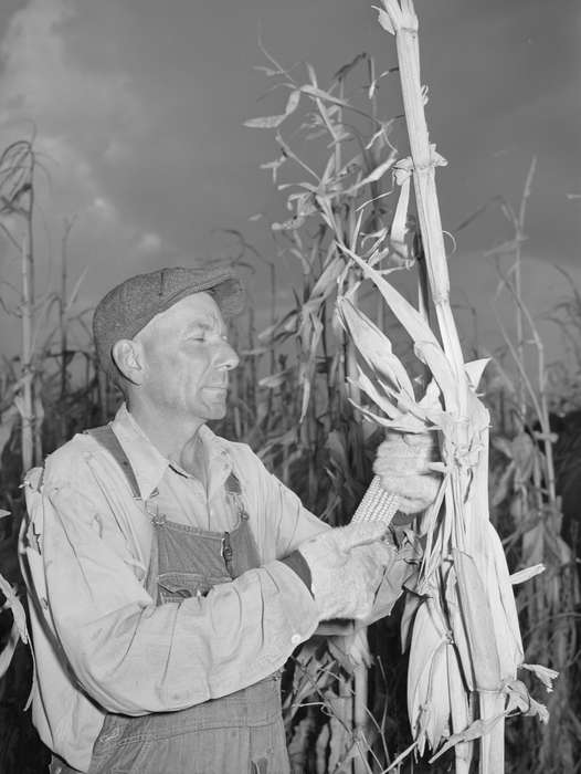 Farms, Iowa, produce, Library of Congress, field, history of Iowa, farmer, corn, crops, Iowa History