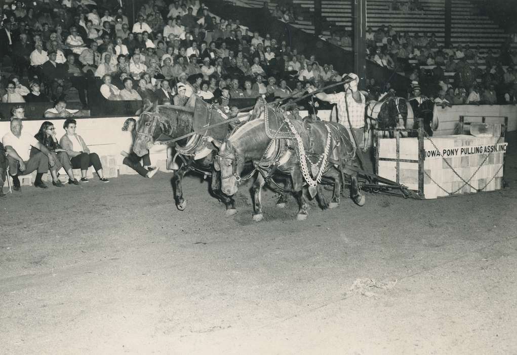 history, horse, Photos, cattle congress, horse pull, Black Hawk, IA, ia, Animals, Fairs and Festivals, historic, United States, Grout Museum of History and Science, Waterloo, Iowa, national cattle congress