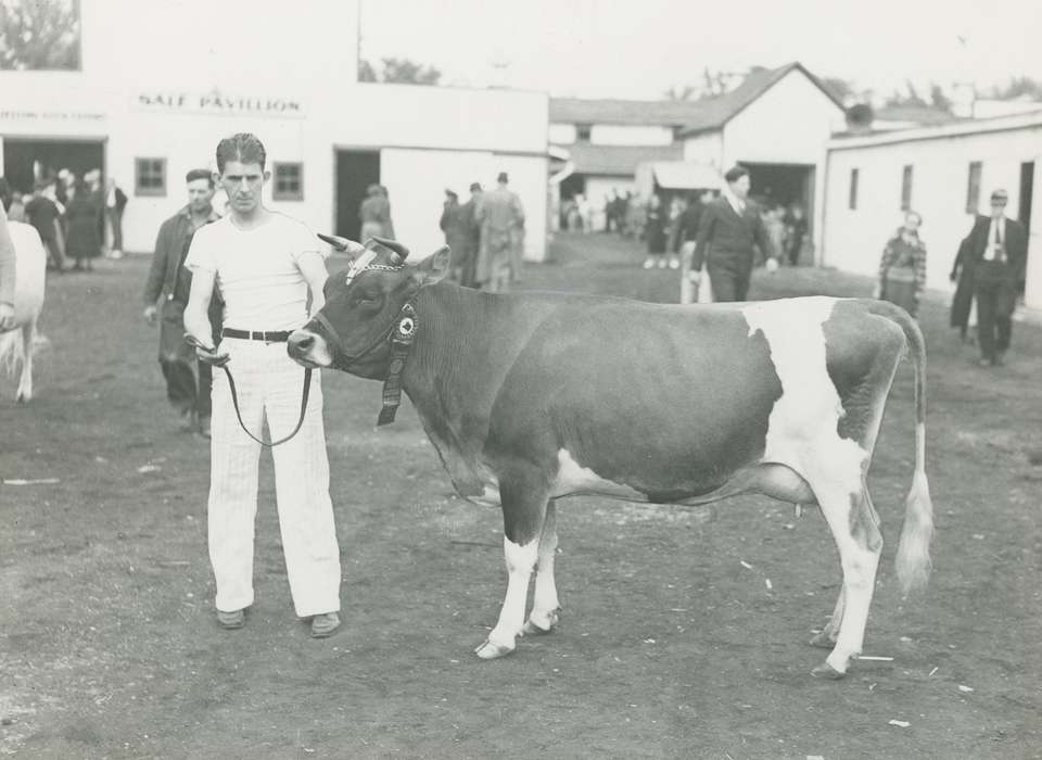 cow, guernsey, Black Hawk, Fairs and Festivals, Photos, ia, cattle congress, historic, history, guernsey cow, United States, Grout Museum of History and Science, Iowa, Waterloo, IA, Animals, national cattle congress