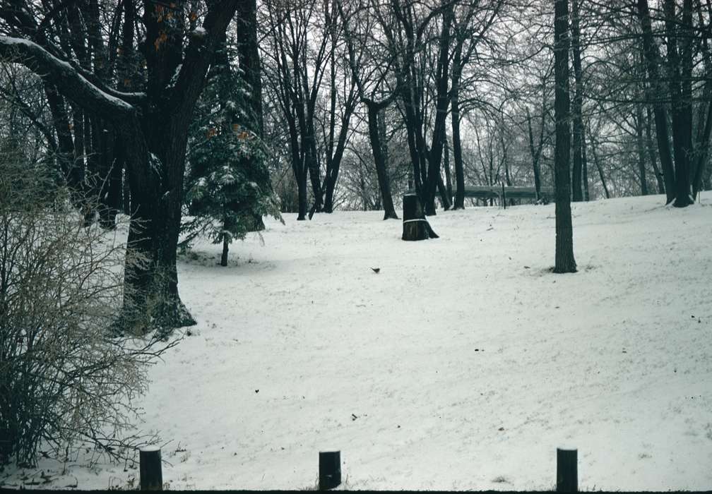 Iowa, Winter, Harken, Nichole, Landscapes, history of Iowa, Iowa History, tree stump, forest, snow