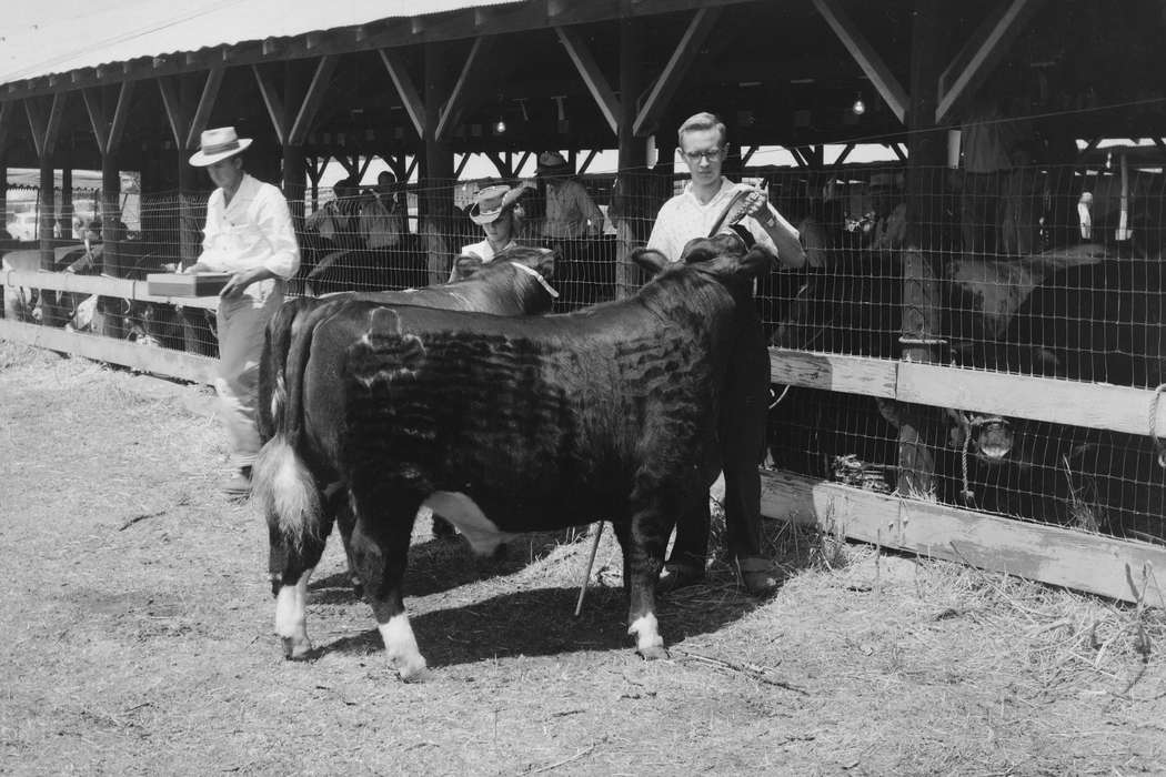 United States, history, ia, Photos, Coon Rapids Enterprise, Animals, historic, Iowa, cows, IA, Coon Rapids