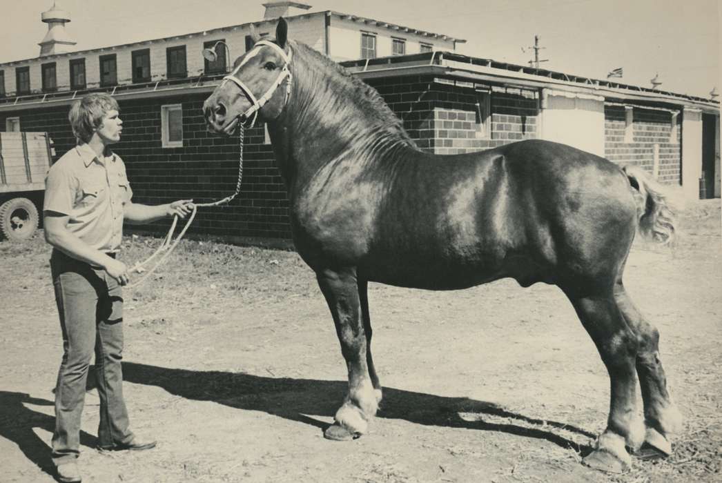 Iowa, history, horse, Photos, cattle congress, Black Hawk, IA, ia, Animals, Fairs and Festivals, historic, United States, Grout Museum of History and Science, trainer, Waterloo, national cattle congress