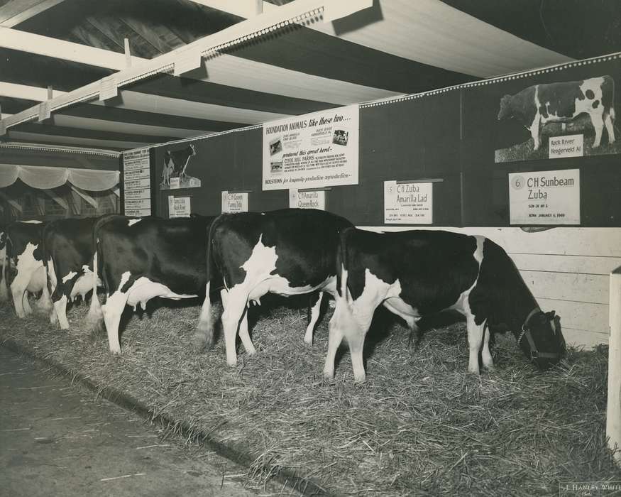 Black Hawk, holstein bull, Fairs and Festivals, Photos, ia, cattle congress, national cattle congress, historic, history, Grout Museum of History and Science, holstein cow, United States, Iowa, Waterloo, IA, Animals, holstein