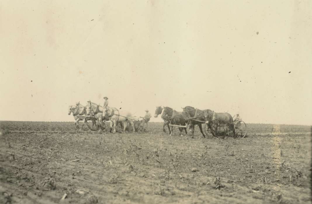 history of Iowa, Macey, IA, Farms, Mortenson, Jill, Iowa, field, plow, Farming Equipment, Animals, horse, horses, Labor and Occupations, Iowa History