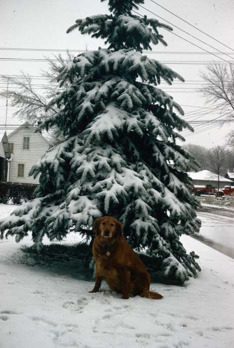dog, Harken, Nichole, Shell Rock, IA, Animals, history of Iowa, Cities and Towns, Iowa, Winter, Iowa History, evergreen, snow