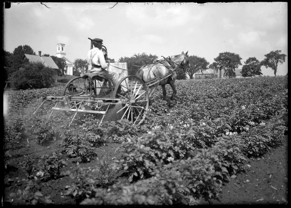 Iowa History, history of Iowa, potato, wagon, Archives & Special Collections, University of Connecticut Library, farm, Storrs, CT, horse, man, Iowa