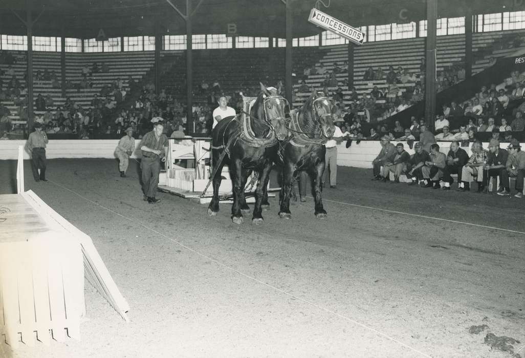 history, horse, Photos, cattle congress, horse pull, Black Hawk, IA, ia, Animals, Fairs and Festivals, historic, United States, Grout Museum of History and Science, Waterloo, Iowa, national cattle congress