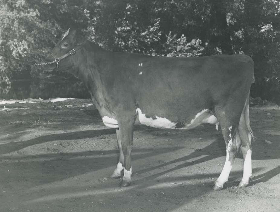 cow, Black Hawk, Photos, ia, cattle congress, historic, history, Grout Museum of History and Science, United States, Iowa, Waterloo, IA, national cattle congress