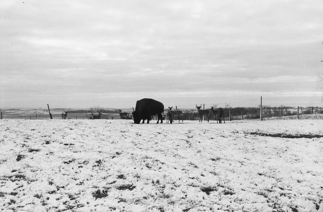 buffalo, woven wire fence, Iowa, snow, IA, United States, Photos, historic, Coon Rapids, history, Animals, ia, Coon Rapids Enterprise, Landscapes, deer