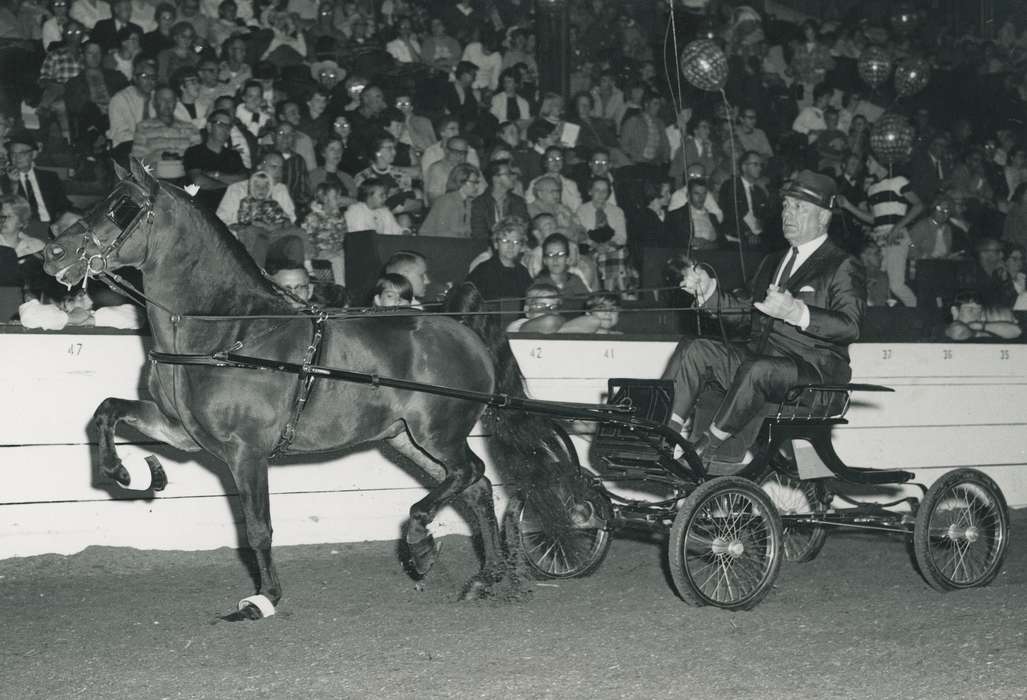 history, trotting, horse, Photos, cattle congress, Black Hawk, IA, ia, Animals, Fairs and Festivals, historic, United States, Grout Museum of History and Science, Waterloo, Iowa, national cattle congress