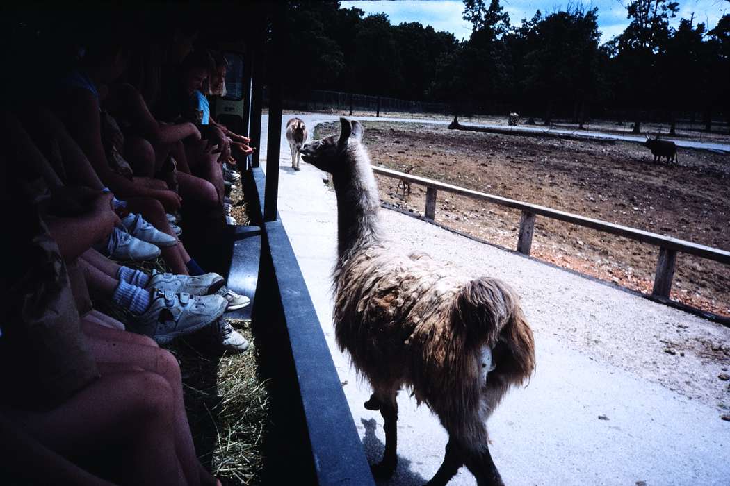 ia, second grade missouri trip, Schools and Education, Iowa, history, Animals, Photos, llama, MO, Coon Rapids Enterprise, Children, donkey, missouri trip, historic, United States, Motorized Vehicles, school trip