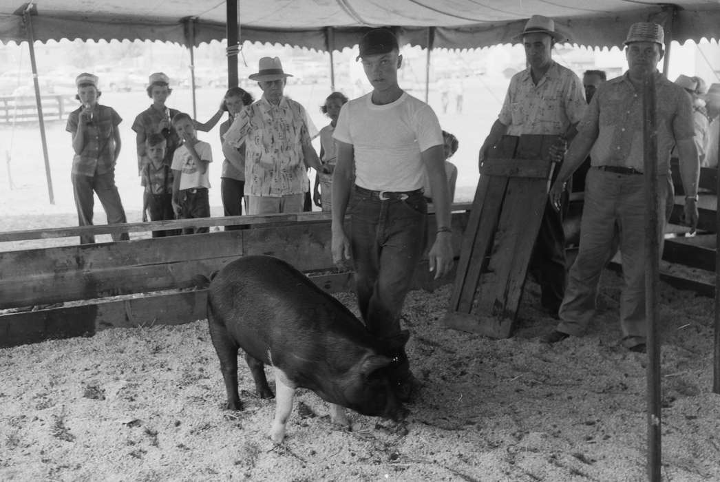 Portraits - Group, United States, history, pig, ia, Photos, Coon Rapids Enterprise, Animals, historic, Iowa, IA, Coon Rapids