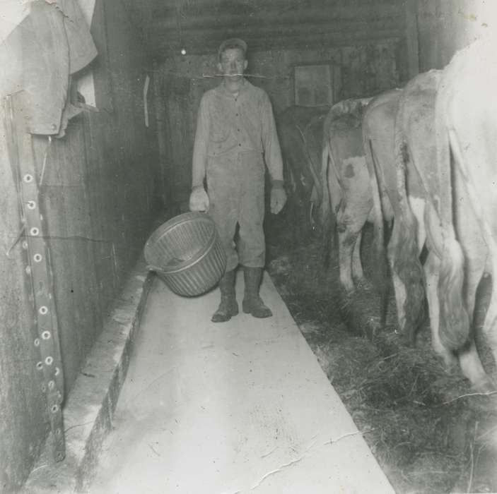 cattle, Ossian, IA, Kleppe, Leslie, Iowa, Labor and Occupations, Animals, dairy, Iowa History, history of Iowa, Farms, Barns, cows