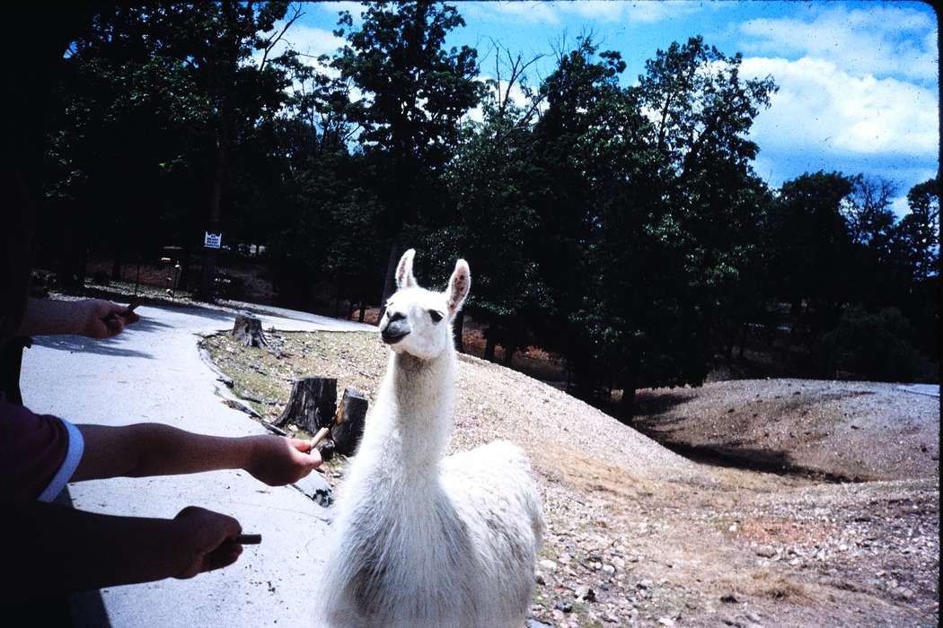 ia, snack, second grade missouri trip, Schools and Education, Iowa, history, Animals, Photos, llama, Coon Rapids Enterprise, historic, missouri trip, United States, MO, school trip