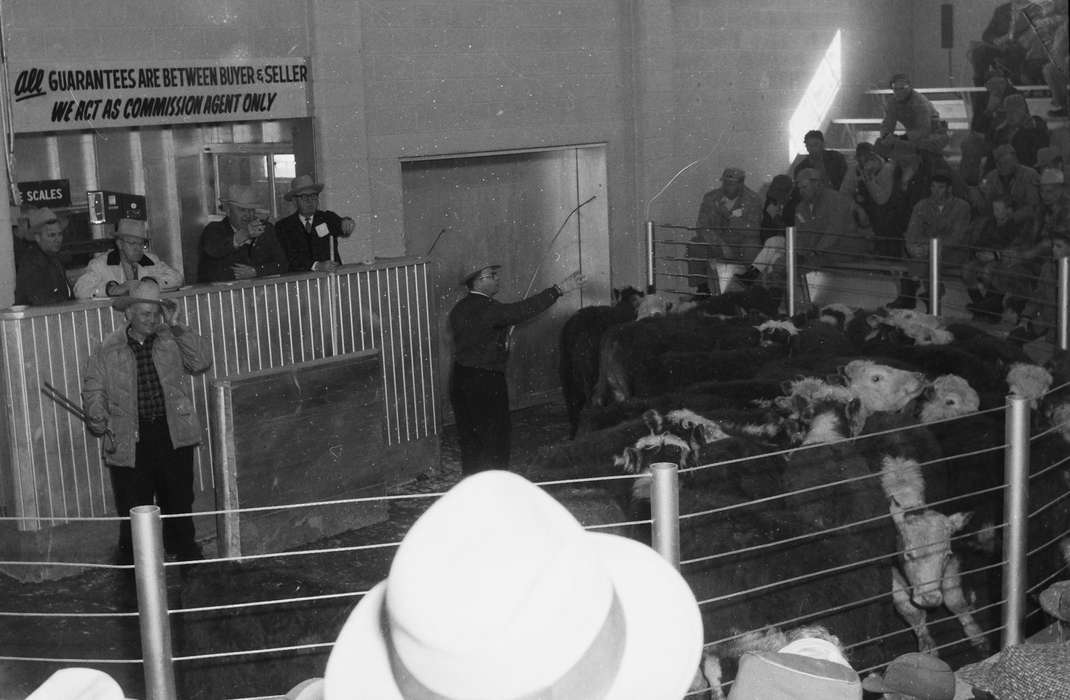 United States, history, ia, Photos, Coon Rapids Enterprise, Animals, historic, Iowa, cows, IA, Coon Rapids