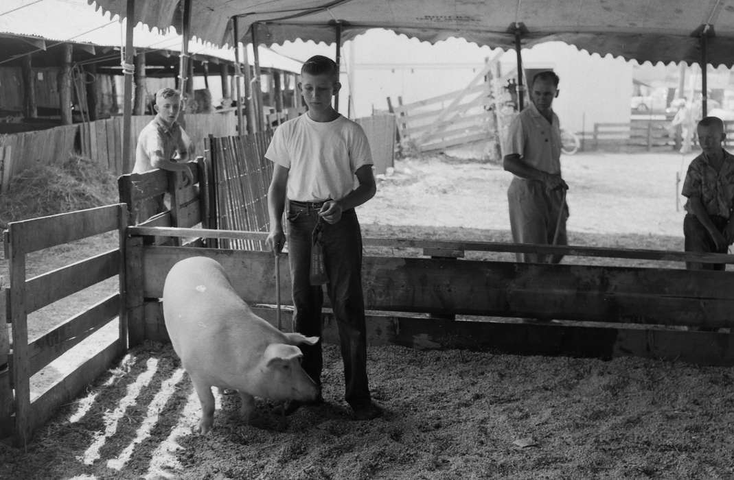 United States, history, pig, ia, Photos, Coon Rapids Enterprise, Animals, historic, Iowa, IA, Coon Rapids