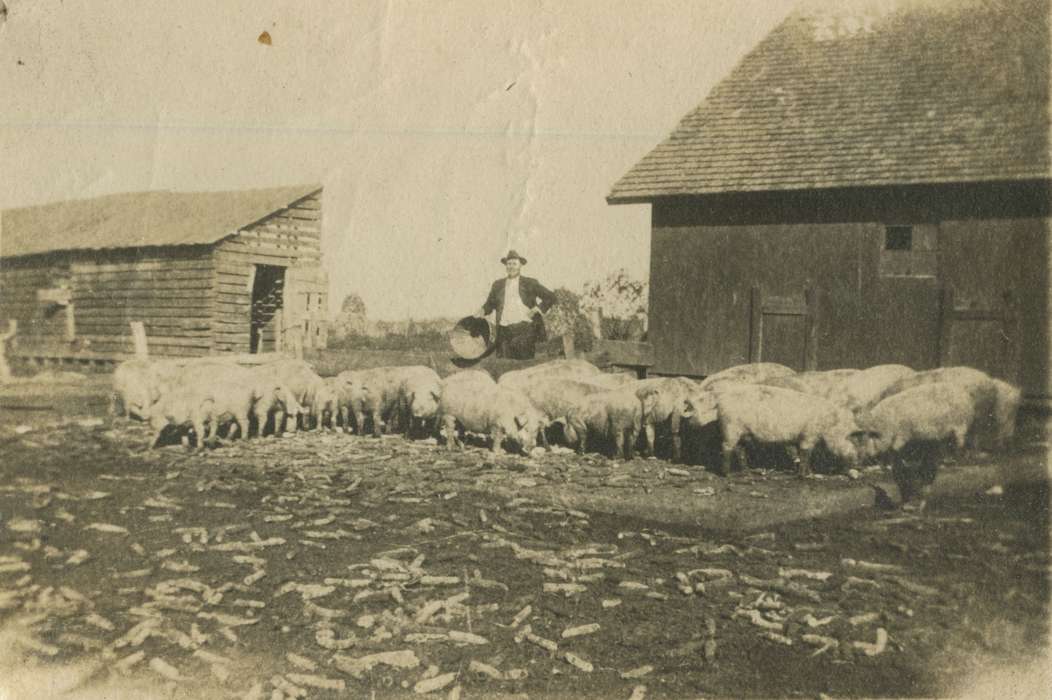 farmer, barn, pig farm, Farms, Barns, hog, Iowa, history of Iowa, pigs, Iowa History, Animals, Mortenson, Jill, Macey, IA, farm, pig